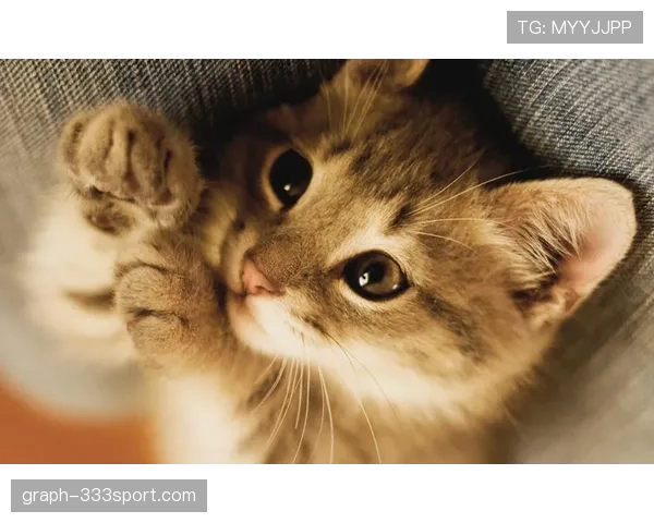 掌敏洁家的猫喝依云，她本人赛前啃压缩饼干？